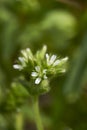 Flower close up of Cerastium fontanum Royalty Free Stock Photo