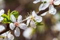 A white flower in close-up. A cherry blossom tree. Spring and unfolded flowers Royalty Free Stock Photo