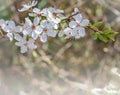 A white flower in close-up. A cherry blossom tree. Spring and unfolded flowers Royalty Free Stock Photo