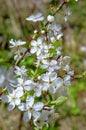 A white flower in close-up. A cherry blossom tree. Spring and unfolded flowers Royalty Free Stock Photo