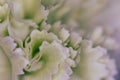 White flower close-up, detail flower background for wedding and clean elegance background. Minimal floreal backdrop