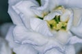 White flower close-up, detail flower background for wedding and clean elegance background. Minimal floreal backdrop