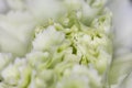 White flower close-up, detail flower background for wedding and clean elegance background. Minimal floreal backdrop