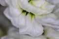 White flower close-up, detail flower background for wedding and clean elegance background. Minimal floreal backdrop