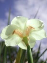 white flower close up of Dietes grandiflora Royalty Free Stock Photo