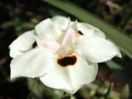 White flower close up of Dietes grandiflora Royalty Free Stock Photo