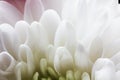 White flower close up