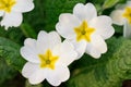 White flower close-up, macro.Tulip on a background of green. Soft focus Design for poster, cover, branding, banner, placard, packa