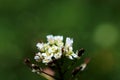 White flower, close up, nature, centred, focus Royalty Free Stock Photo