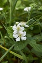 Rubus caesius in blom Royalty Free Stock Photo