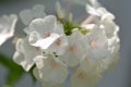White flower, close up Royalty Free Stock Photo