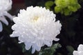 White Flower Close Up. White Crysanthemum Isolated on Black Background with sun Rise. Royalty Free Stock Photo