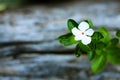 White flower closed up blurry