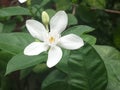 White flower closeup, Cape Jasmine, Apocynaceae, Gardenia jasminoides, Wrightia antidysenterica india