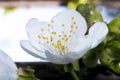 White flower closeup Royalty Free Stock Photo