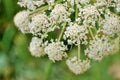 White flower closeup