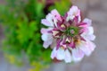 White flower closeup on a sunny day Royalty Free Stock Photo