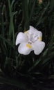 White flower Royalty Free Stock Photo