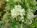 Sambucus nigra `Instant Karma` Royalty Free Stock Photo