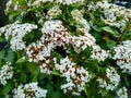 Viburnum tinus 'Eve Price' Royalty Free Stock Photo