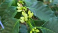 White flower in coffee tree close up Royalty Free Stock Photo