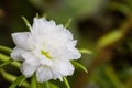 White flower,Common Purslane, portulaca flowers, Verdolaga, Pigweed. Royalty Free Stock Photo