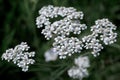 White flower common yarrow close up view