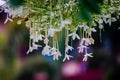 White flower of Cork Tree, Indian Cork , Millingtonia hortensis Royalty Free Stock Photo