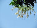 White flower of Cork Tree, Indian Cork, Millingtonia hortensis, aromatic and medicinal extract Royalty Free Stock Photo