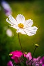 White flower Cosmos bipinnatus, Apollo White against green background Royalty Free Stock Photo