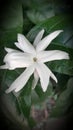 White flower of crocodile india Royalty Free Stock Photo