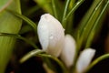 Macro white flower Crocus with a drop of soft focus Royalty Free Stock Photo