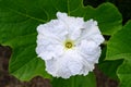 White flower of a Cucuzzi Squash, Italian Summer Squash, blooming on a vine in a kitchen garden