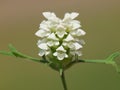 White flower of cutleaf selfheal. Prunella laciniata Royalty Free Stock Photo