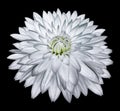 White flower dahlia on black isolated background with clipping path  no shadows. Closeup. Royalty Free Stock Photo