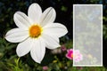 White flower Dahlia `Jolly Fellows` closeup. Space for text. Royalty Free Stock Photo