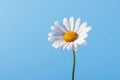 White flower daisy blue yellow summer chamomile nature plant sky Royalty Free Stock Photo