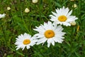 White flower Daisy garden, nivyanik