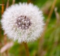 White flower dandelion Taraxacum seed head full Royalty Free Stock Photo