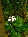 White Flower   daylight nice sweet Royalty Free Stock Photo