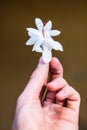 White flower Decembrist held in the hand Royalty Free Stock Photo