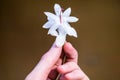 White flower Decembrist held in the hand Royalty Free Stock Photo