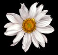White flower of a decorative sunflower Helinthus isolated Royalty Free Stock Photo