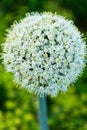 White flower with dense petals forming the shape of a sphere with small yellow points of stamens. It looks very
