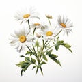 Vintage Daisy Illustration: Hyper-realistic Artwork Inspired By Chris Brown