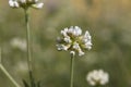 White close up flower of Dorycnium pentaphyllum plant