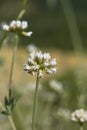 White close up flower of Dorycnium pentaphyllum plant