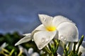 White flower with dewdrops from the rain