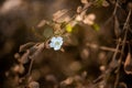 white flower in the dirty road - Unique Concept