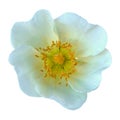 White flower of a dogrose wild rose isolated on white background. Close-up. Macro. Element of design